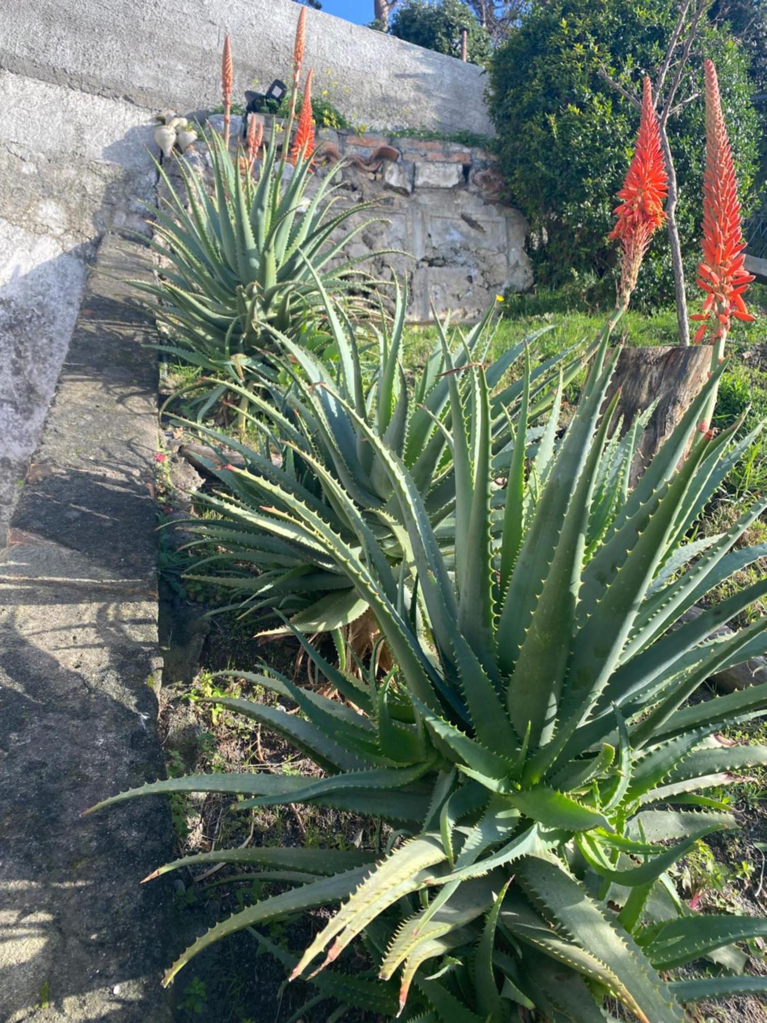 B&B Villa La Petra San Nicola Arcella Bagian luar foto